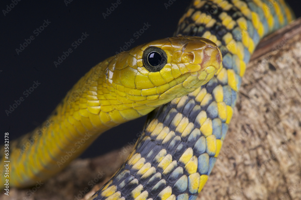 Tree snake / Thrasops jacksonii Tree snake / Thrasops jacksonii