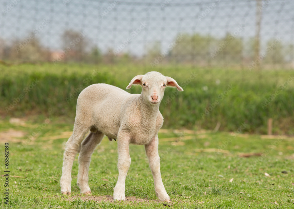 Obraz premium Clumsy lamb