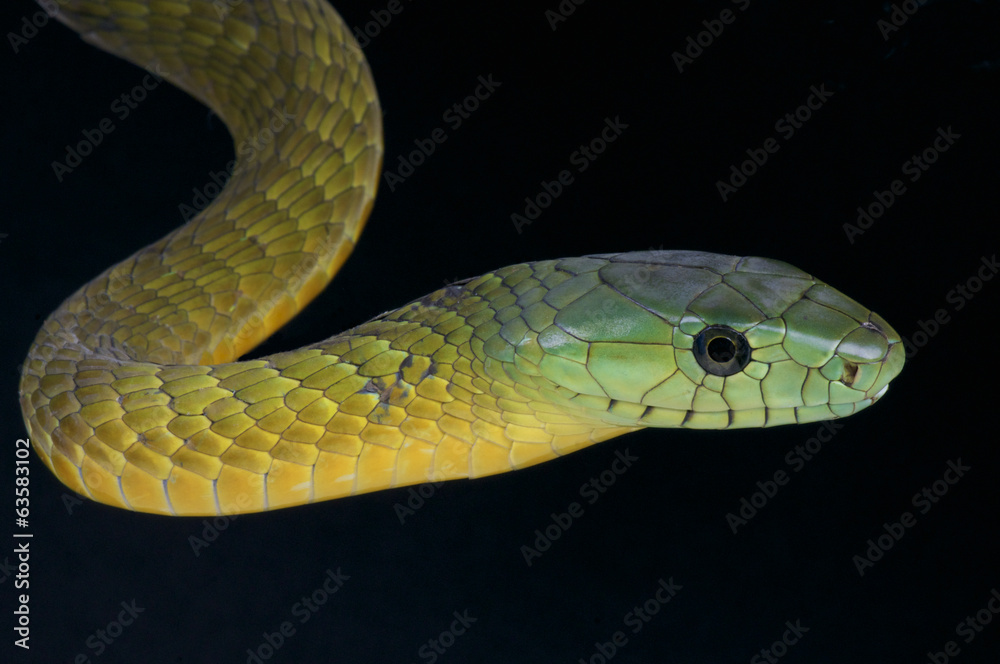 Mamba / Dendroaspis jamesoni Mamba / Dendroaspis jamesoni