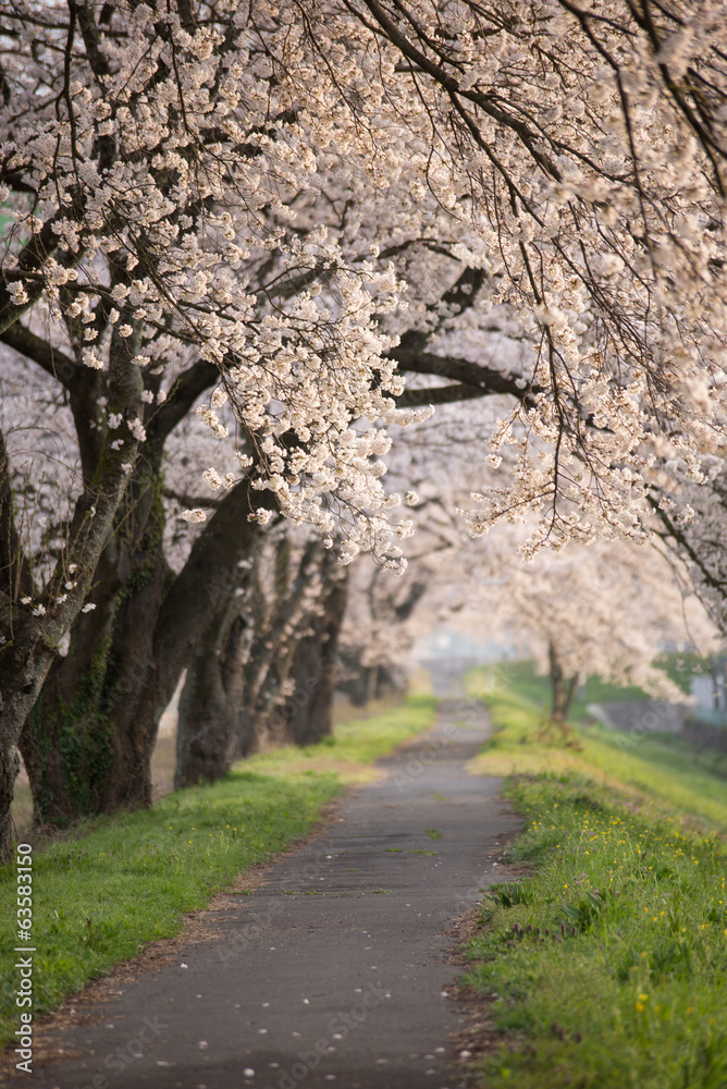 満開の桜並木 満開の桜並木