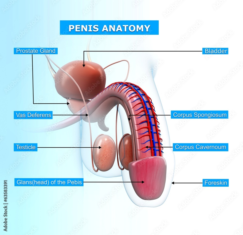 Anatomy of penis with names Stock Illustration | Adobe Stock