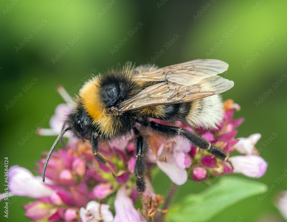 Bee Bee