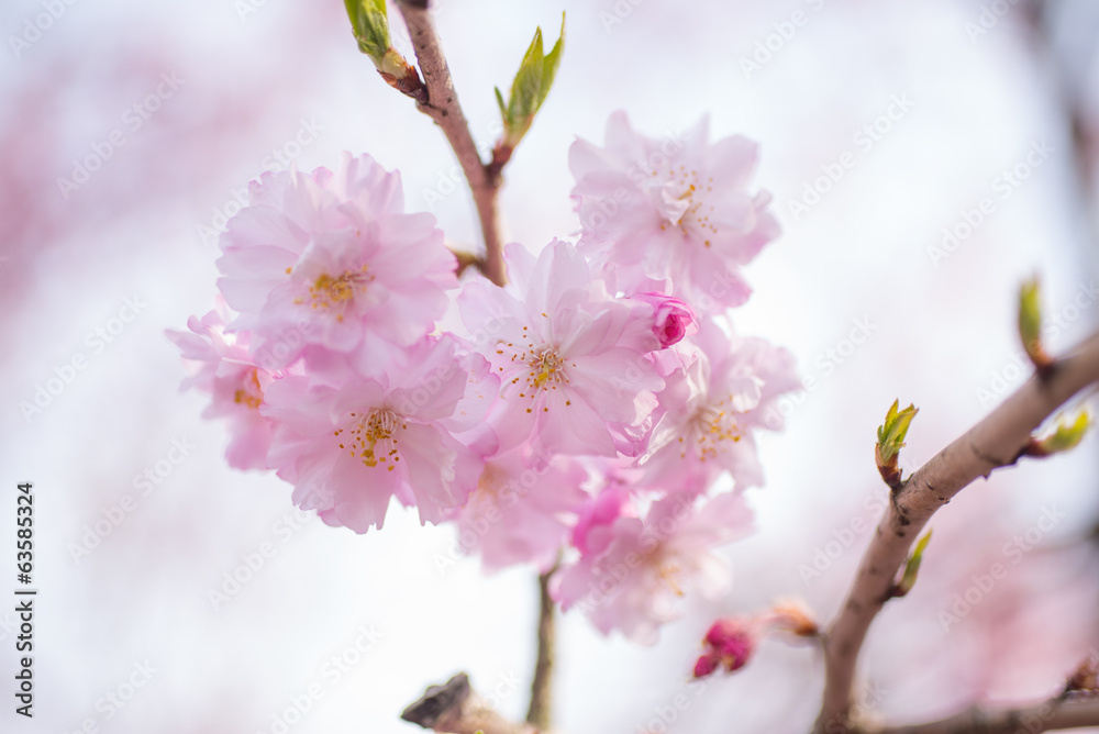 桜