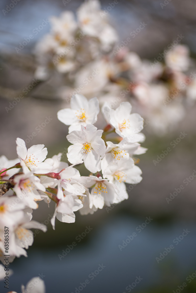 桜