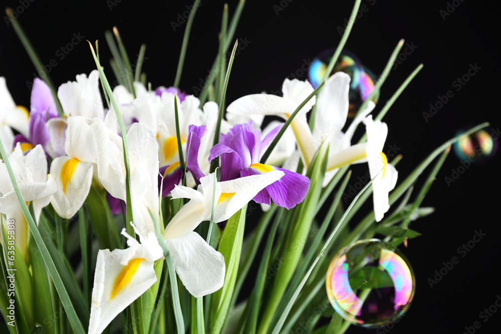 Beautiful irises on black background Beautiful irises on black background