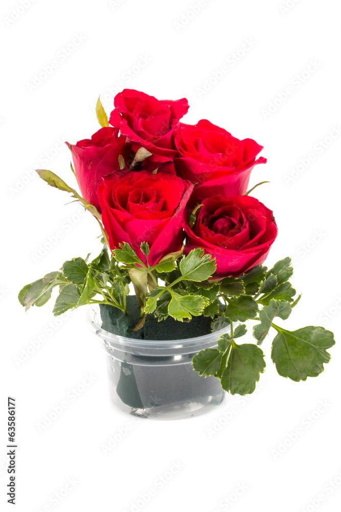 Red rose on white.