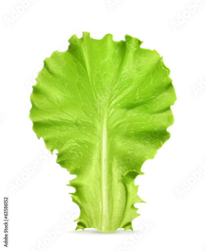 Fresh green leaf lettuce, vector illustration