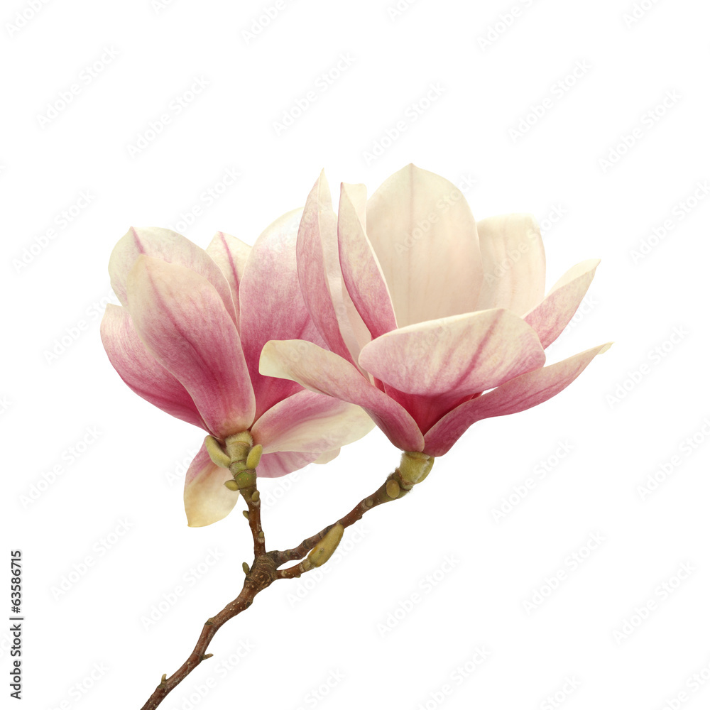 Naklejka premium magnolia