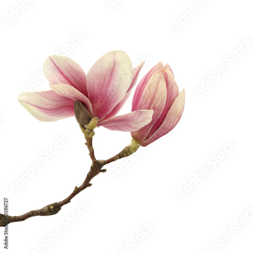 magnolia © magdal3na