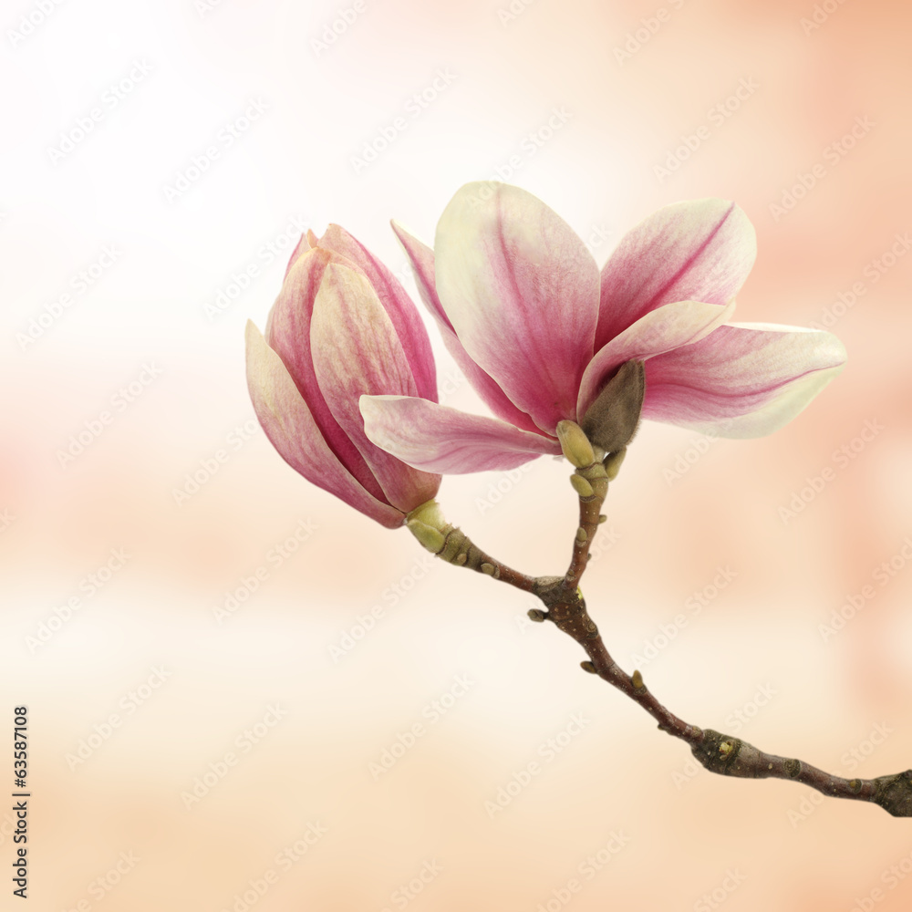 magnolia magnolia