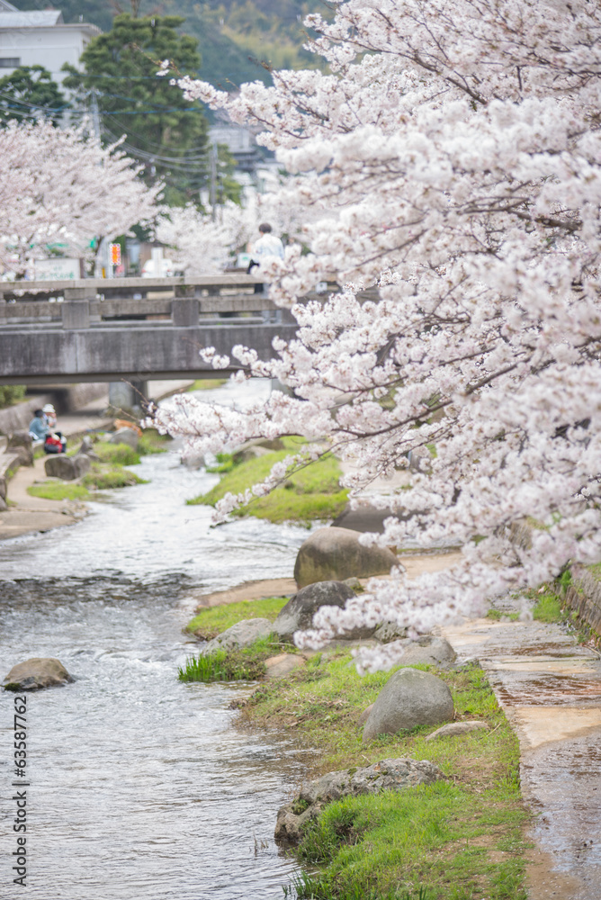川面と満開の桜 川面と満開の桜