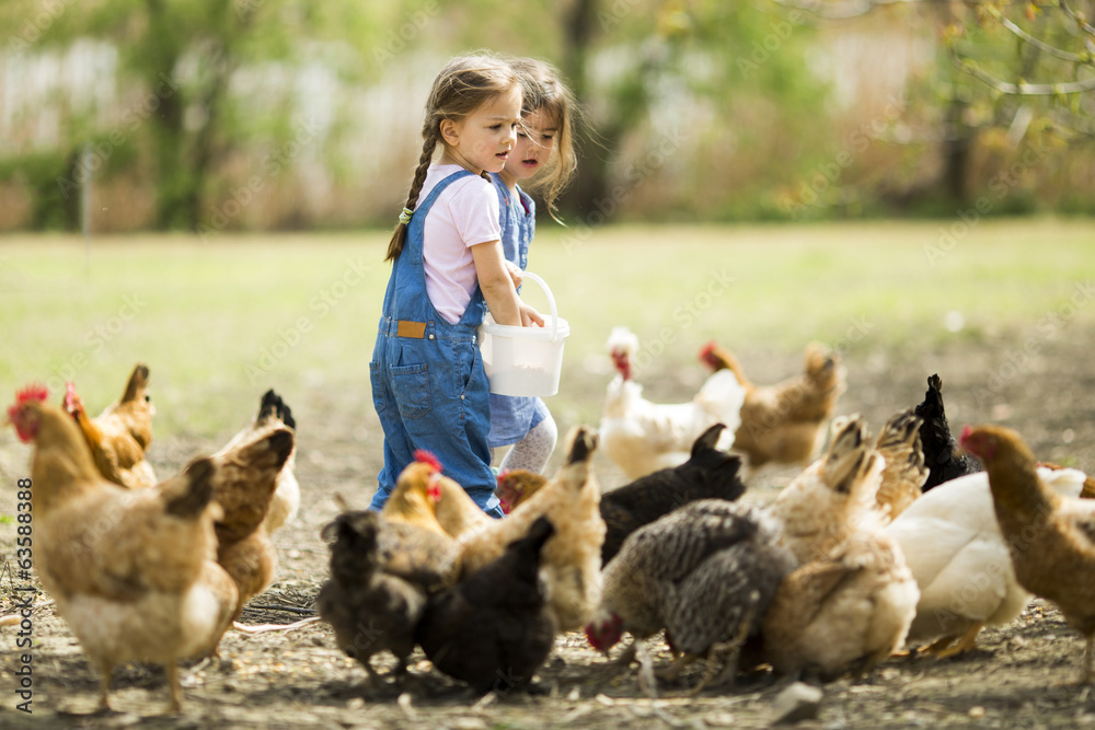 Little girl feeding chickens
