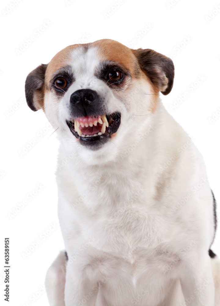 Angry dog on white background