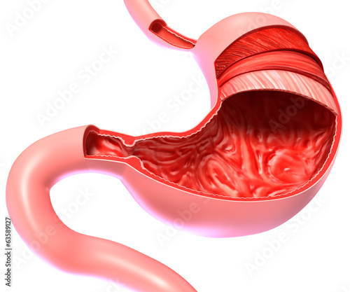 3d human stomach in cut sectoin