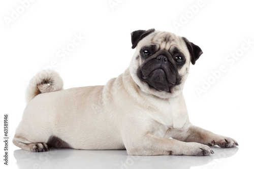 Pug sitting against white background photo