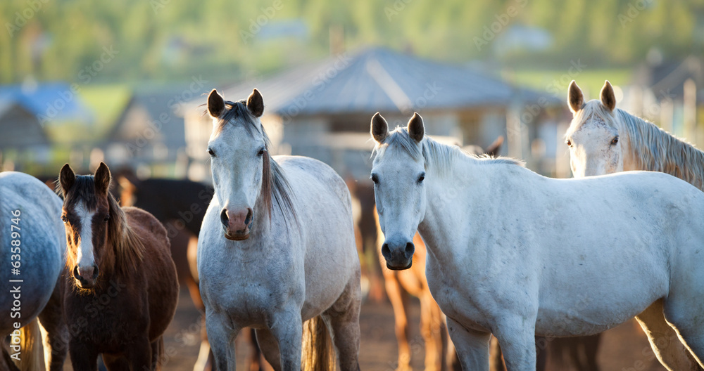 Group of horses looking at camera, Herd of animals.