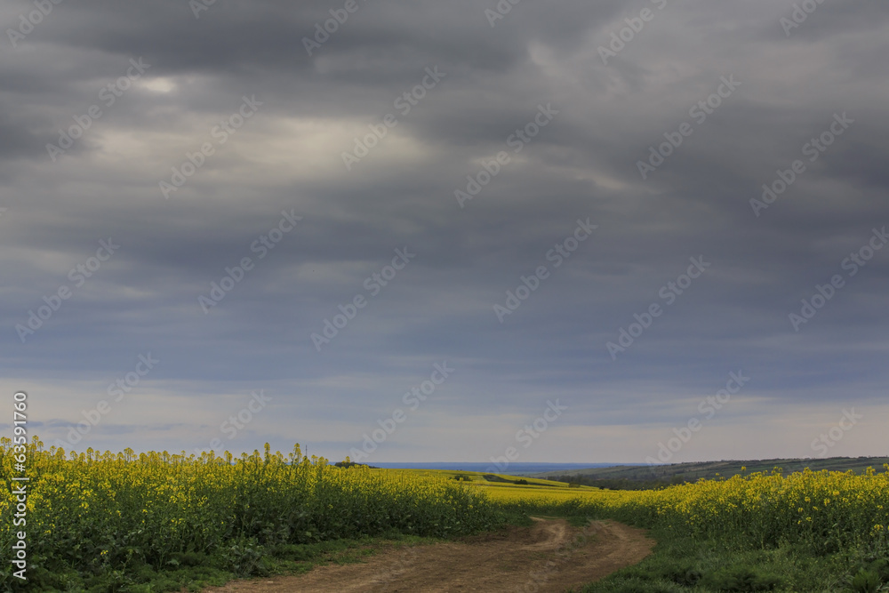 Canola fields in remote rural area, profiled on stormy sky