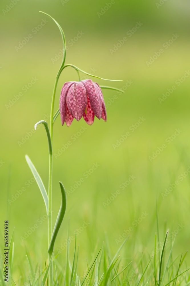 Schachblume / Fritillaria Meleagris Schachblume / Fritillaria Meleagris