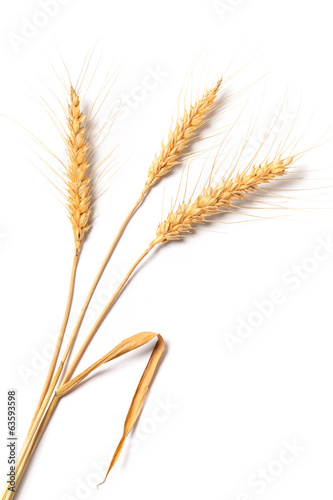 Three Stalks Of Wheat