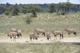 Gemsbok (Oryx gazella) herd at waterhole, Kalahari desert