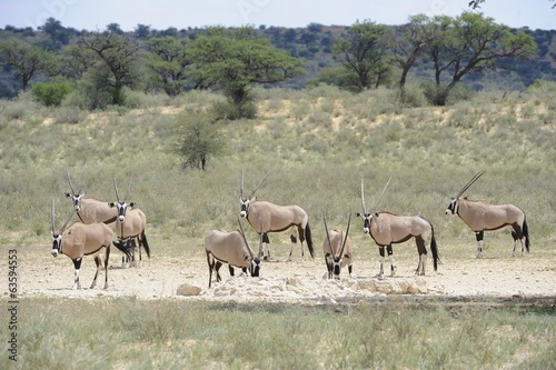 Gemsbok  Oryx gazella  herd at waterhole  Kalahari desert