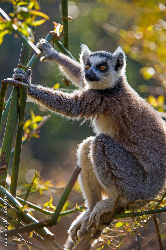 Naklejka premium Ring Tailed Lemur
