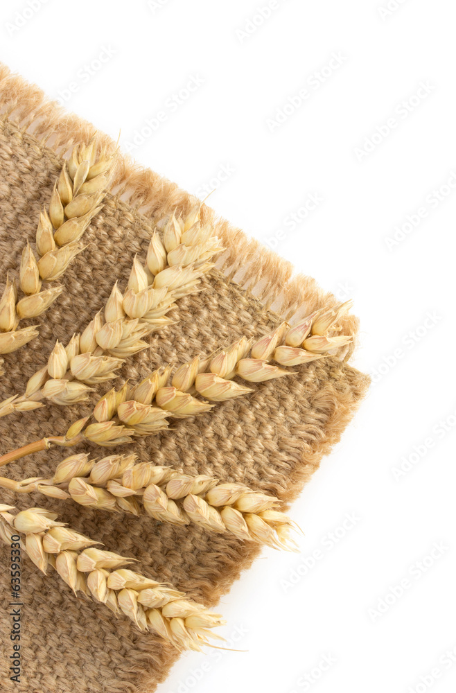 ears of wheat on white