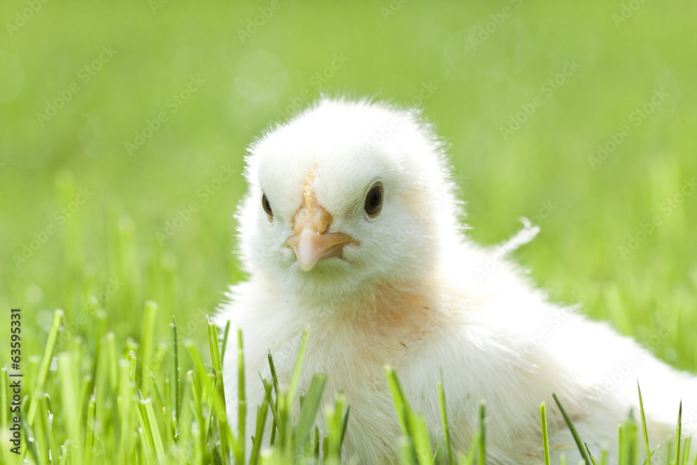 Chicken in the green grass