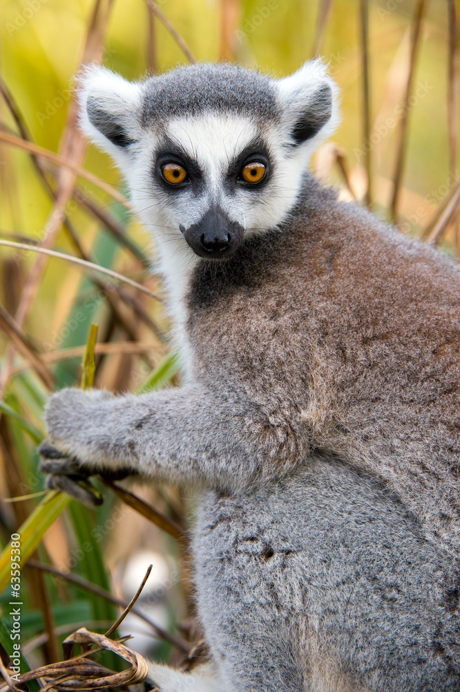 Fototapeta premium Ring Tailed Lemur