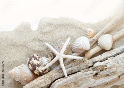Sea shells, starfish and wood - Tropical travel
