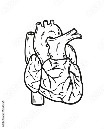 human heart