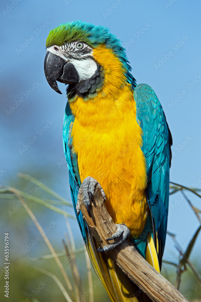 Macaw Parrot Macaw Parrot