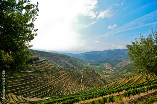 Weinberge und Olivenbäume bei Peso da Regua Rio Douro Portugal