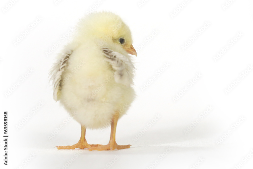 Fototapeta premium Adorable Baby Chick Chicken on White Background