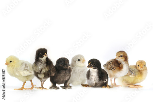 Many Baby Chick Chickens Lined Up on White