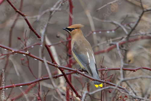 Cedar Waxwing photo