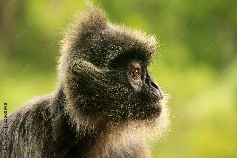 Silvered leaf monkey, Sepilok, Borneo, Malaysia Silvered leaf monkey, Sepilok, Borneo, Malaysia