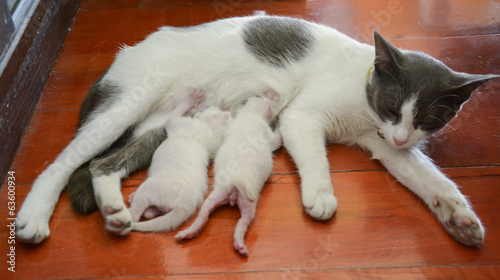 Cat nursing her kittens The cat feeds a kittens little kitten o