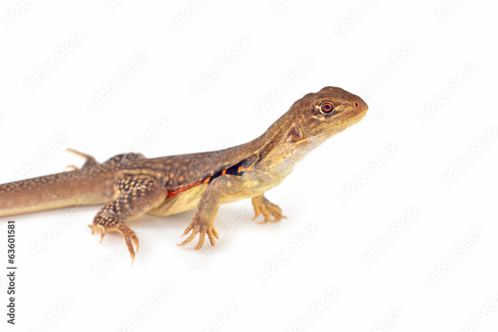 Naklejka premium Butterfly Agama Lizard