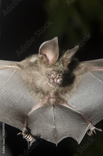 Bat in hand of researcher, Of research studies in the field. photo