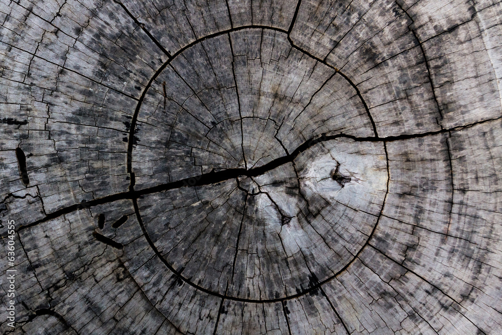 Fototapeta premium Wooden background and texture,rings of cut tree trunk.