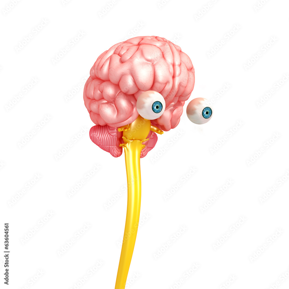 function of medulla oblongata in human brain
