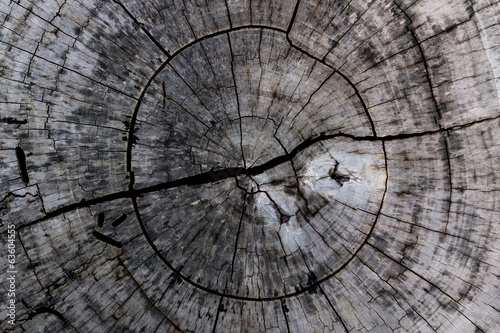 Wooden background and texture,rings of cut tree trunk.