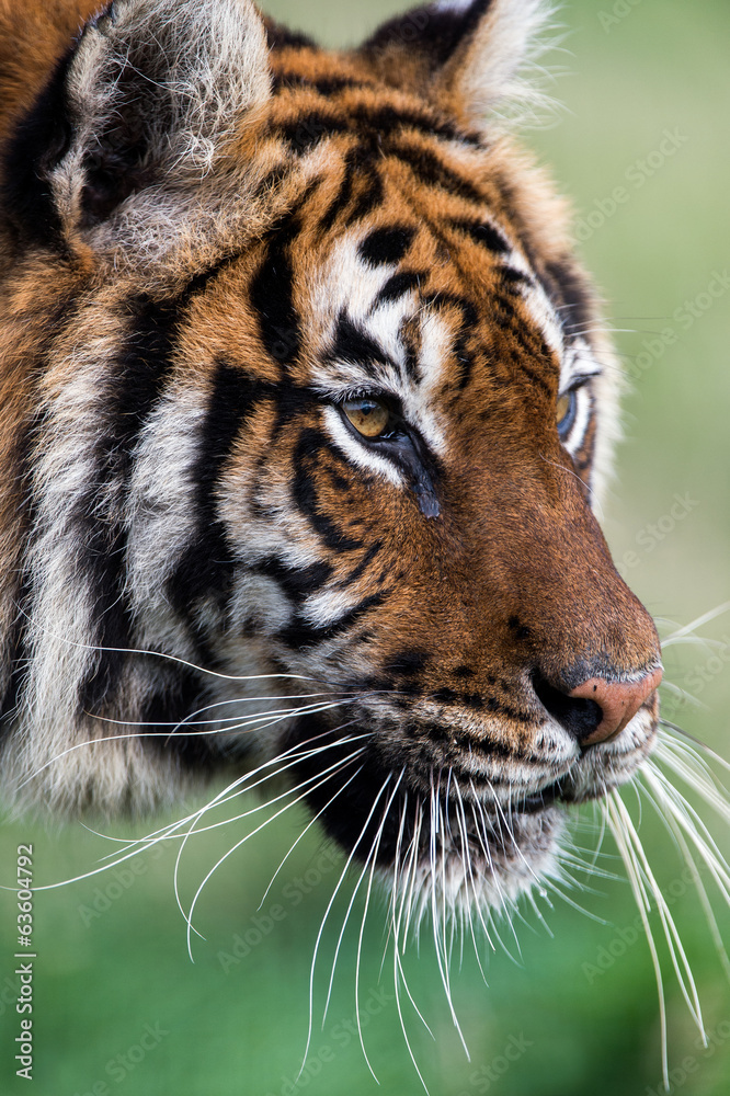 Fototapeta premium Tiger