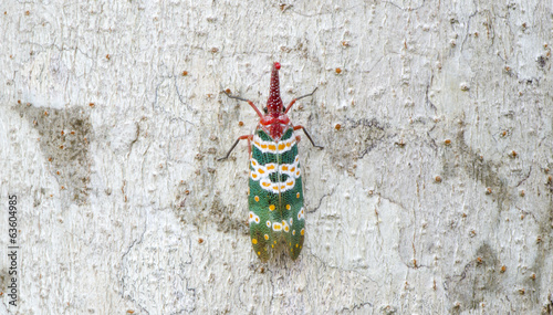 lanternfly, the insect on t...