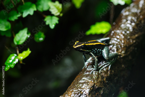 Poison Dart Frog (Dendrobatidae) on a Branch, Tropical Animal
