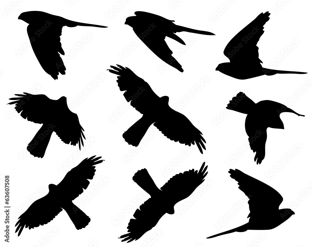 Obraz premium Common Kestrel in flight silhouettes
