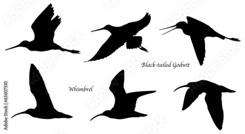 Black-tailed Godwit and Whimbrel in flight silhouettes photo