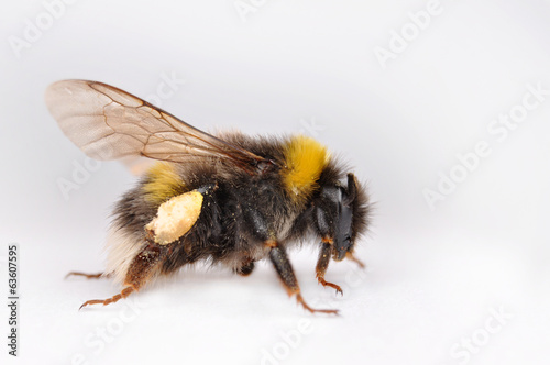 bumble bee isolated on white