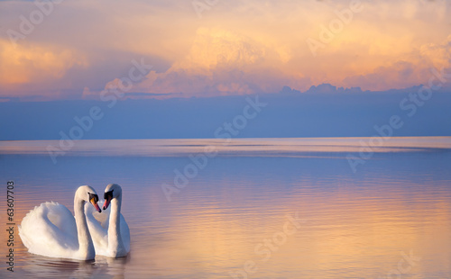 Fotografi art  beautiful Two white swans on a lake